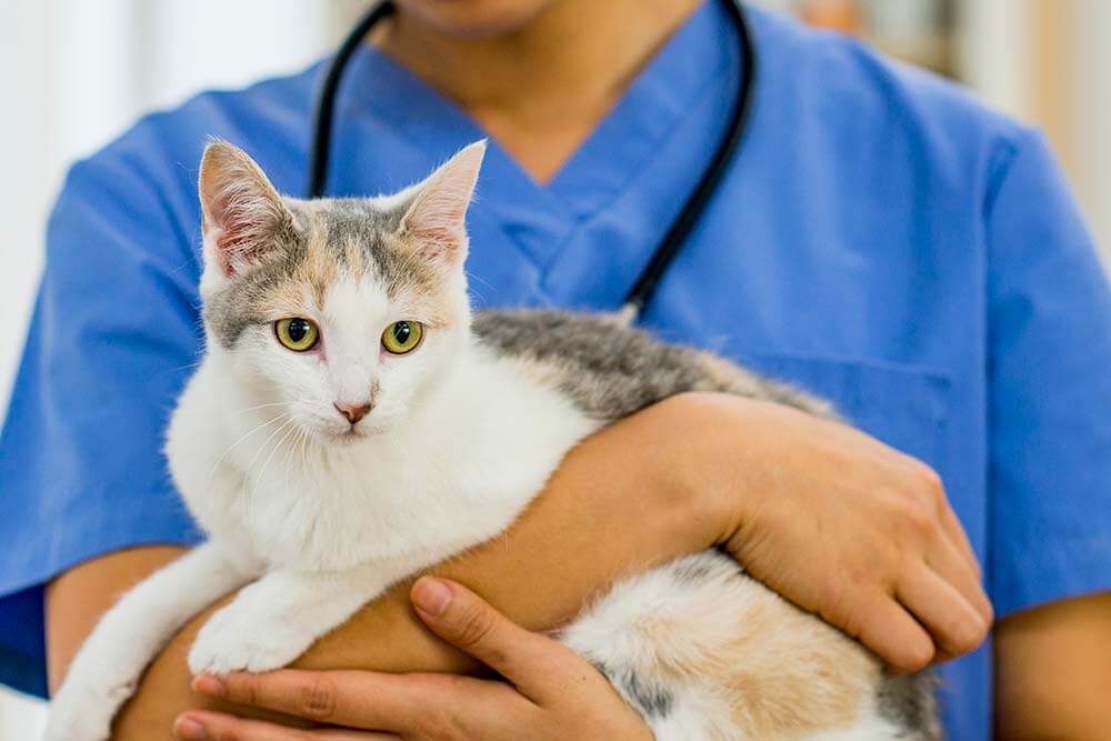 Cat held by veterinary staff