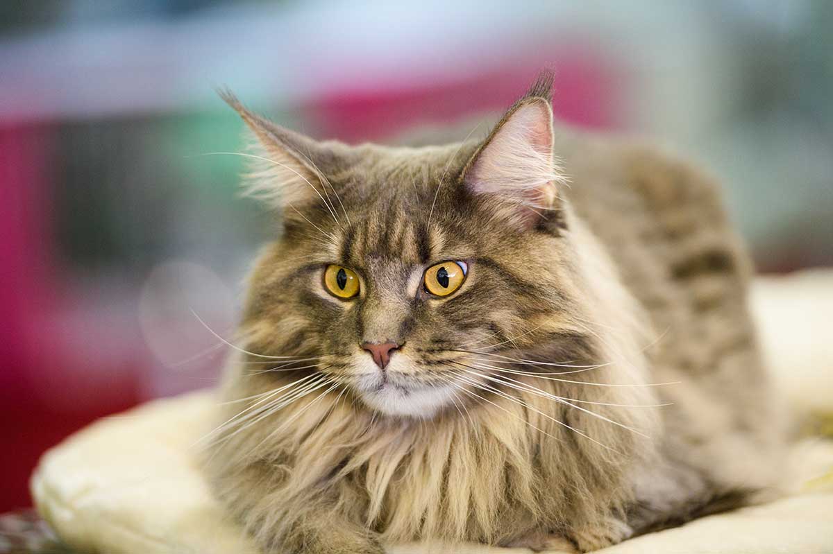 Cat Owner Information