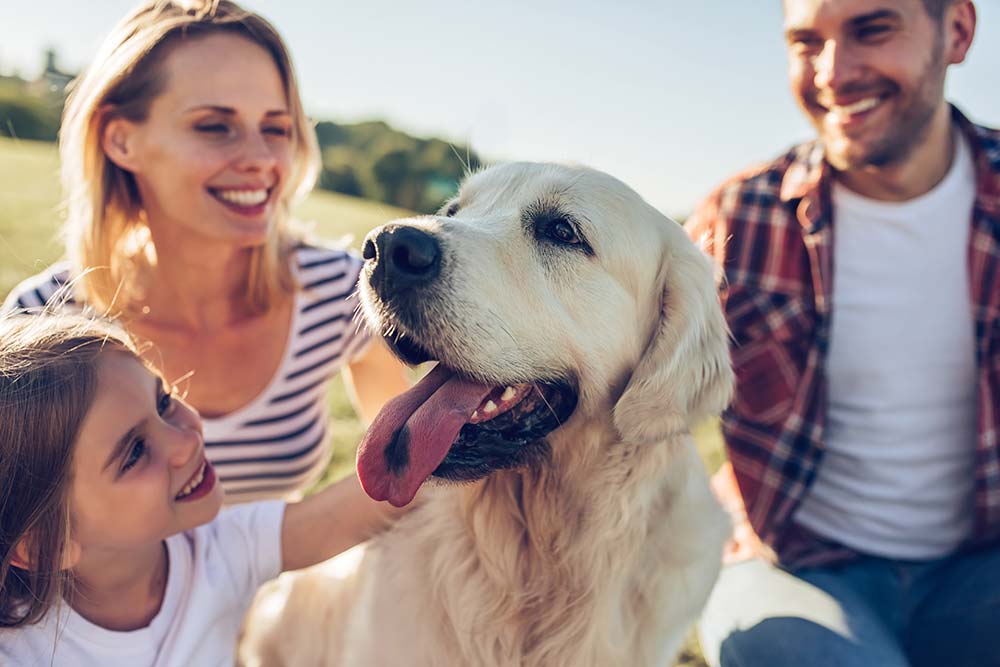Golden retriever with family has great teeth
