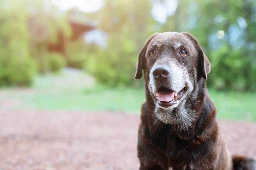 Older dog showing his smile