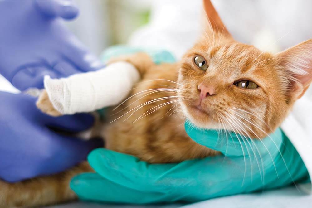 Cat being treated for an injury