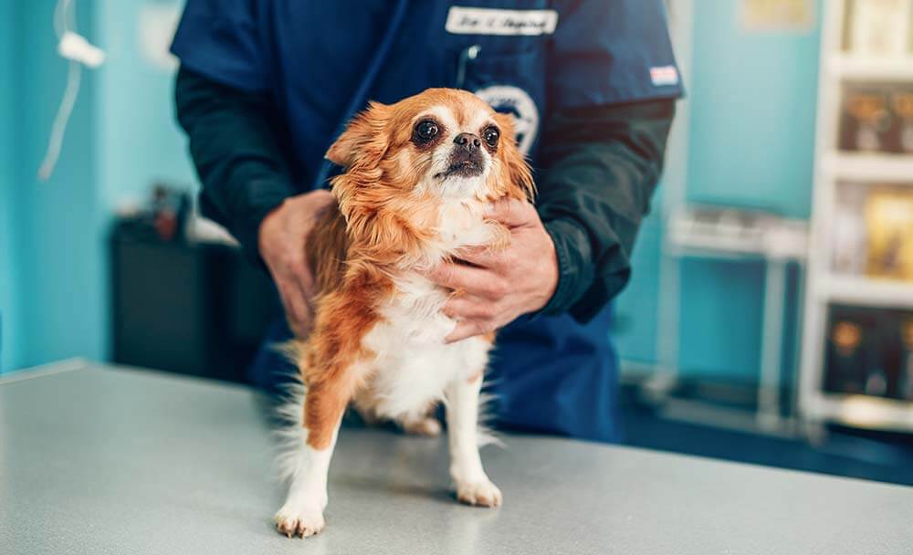 Chihuahua being treated