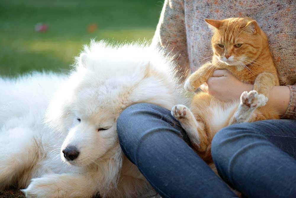 Dog and cat resting outdoors with guardian