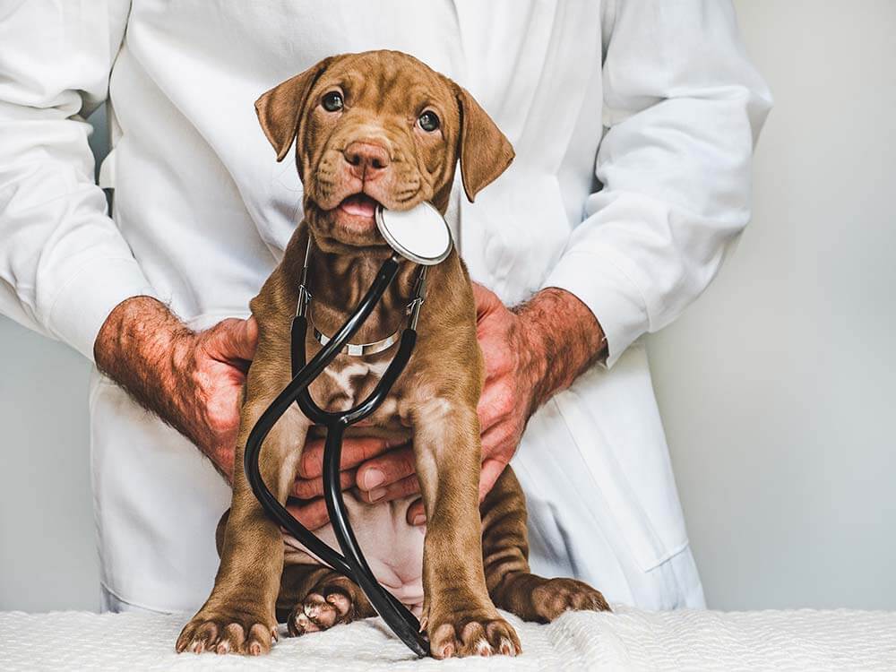 Puppy with veterinarian