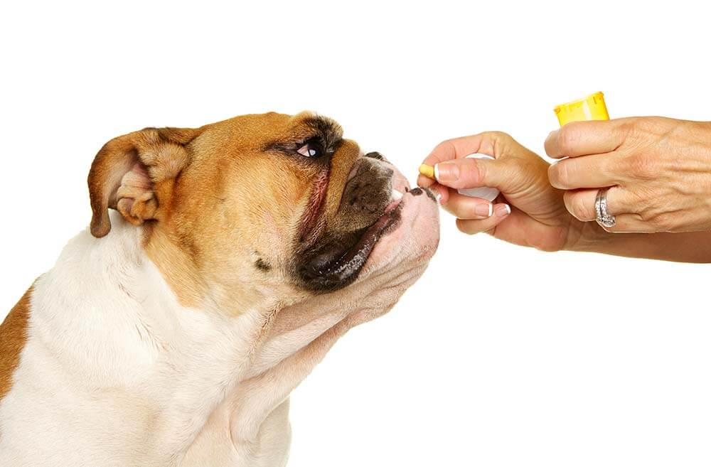 Older dog being given a pill