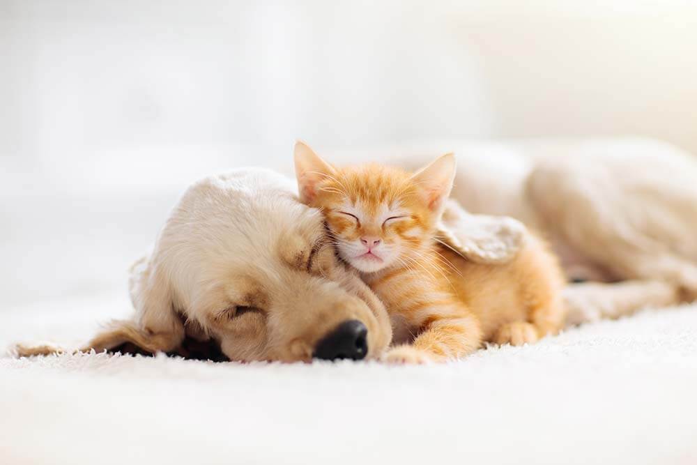 Puppy and kitten snuggling