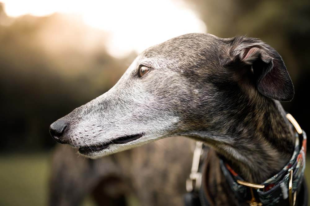 Senior greyhound showing off