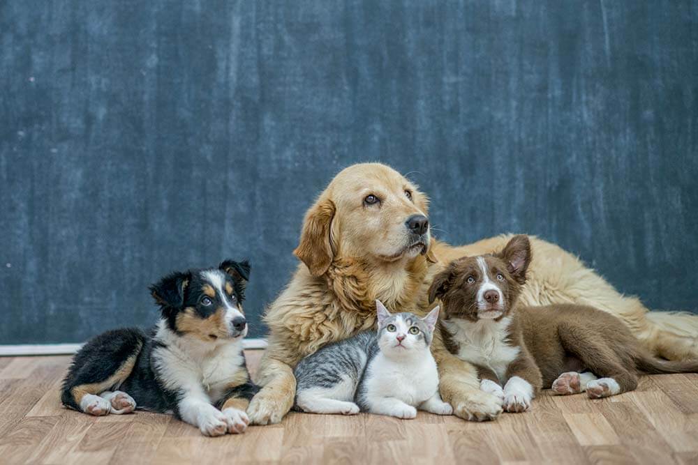 Dogs and cat cuddling