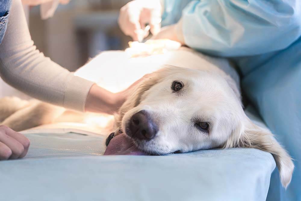 Golden retriever getting procedure done