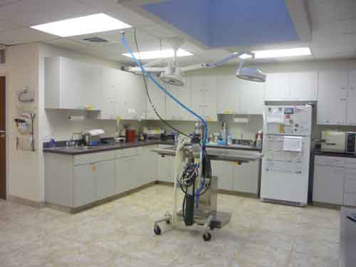 Our Pre-surgical Area