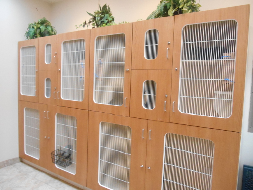 Our Feline Boarding Area