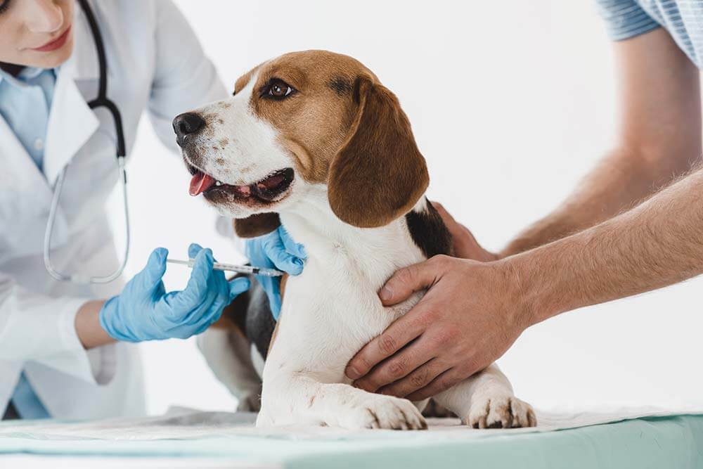 Dog being given vaccinations