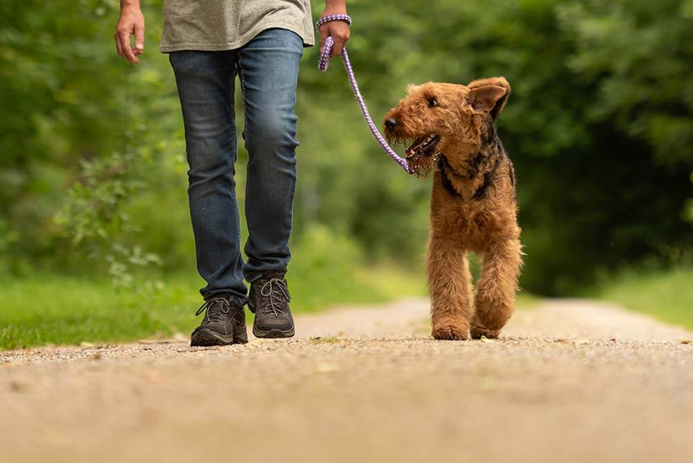 Dog on a walk with guardian